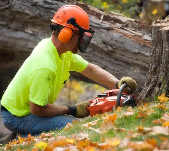 tree services Foley